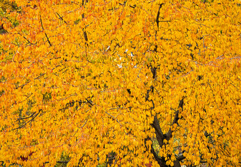 Background of a big yellow tree in autumn. - 443224158