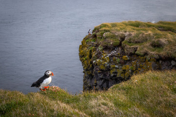Atlantic puffin in Látrabjarg Iceland