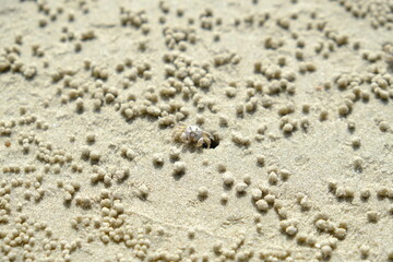 Cambodia Sihanoukville - Kampong Som - Ou Chheuteal Beach Shore crab
