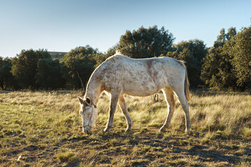 Obraz na płótnie Canvas white mare with brown spots grazing in a field