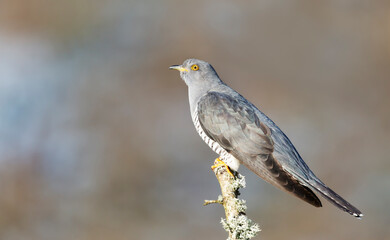 Common Cuckoo perched on a tree branch