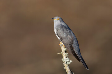 Common Cuckoo perched on a tree branch