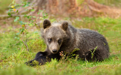 Eurasian brown bear cub lying in forest © giedriius