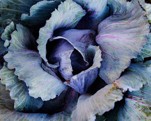 Obraz premium purple Brassica full frame