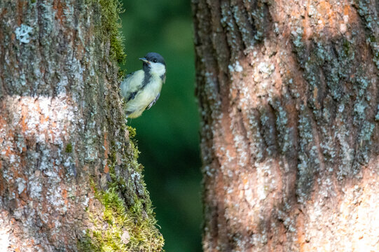 Sikorka Bilder Durchsuchen 534 Archivfotos, und Videos