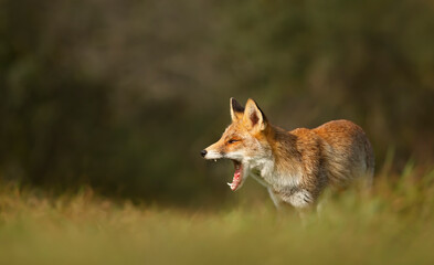 Portrait of a yawning red fox