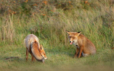 Close up of two playful Red fox cubs