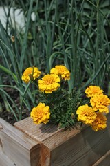 Bright yellow marigold flowers growing  in a garden