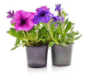 Naklejka na ściany i meble Two violets in pots.