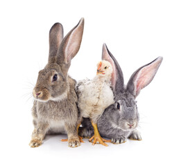 Rabbits and chicken.