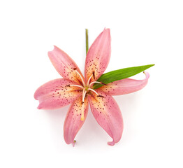 Obraz na płótnie Canvas One pink lily.