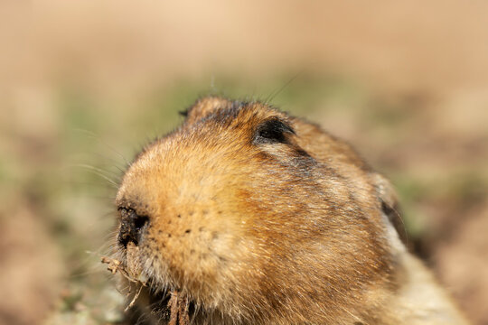Portrait of a big-headed African mole-rat, Ethiopia