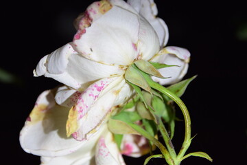 rosa blanca en la noche de verano