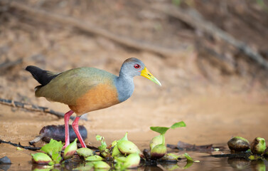 Close up of a little wood rail looking for food on a river bank