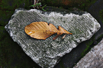 Dried leaves fall on the rock.