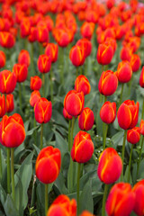 Obraz premium multicolored flowers tulip spring as a backdrop