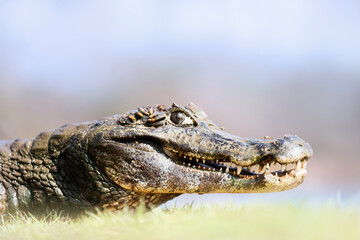 Close up of a Yacare caiman on a river bank