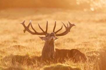 Red deer stag calling at sunrise