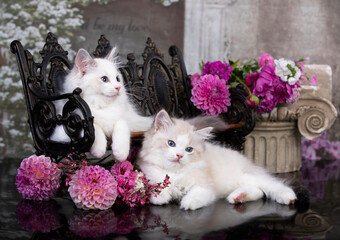 tvo Kittens breed ragdoll and pink flowers