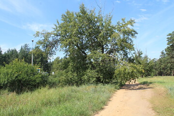 Fototapeta premium road in the forest