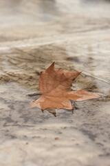 Autumn leaf fallen in a puddle on a rainy day