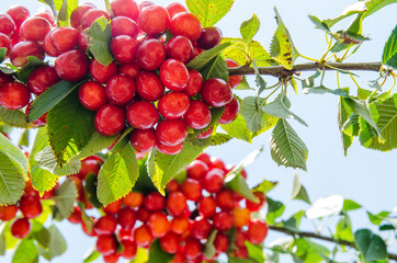  Juicy ripe cherries on a branch with green leaves against a blue sky on a clear summer day