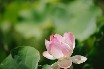 pink lotus flower