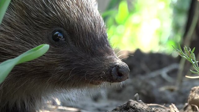 A live wild hedgehog wiggles its nose and crawls in the grass in search of food. Super Sonic.