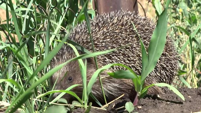 A live wild hedgehog wiggles its nose and crawls in the grass in search of food. Super Sonic.