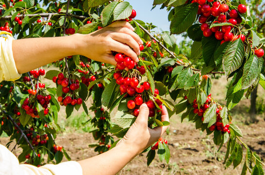  girl collects ripe cherries from a tree branch on a clear day