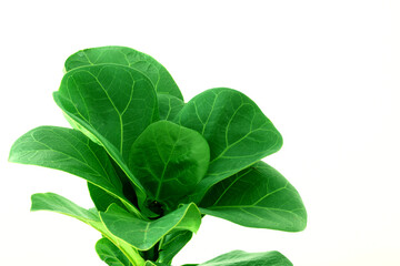 Close up green leaves of fiddle fig or ficus lyrata isolated on white. Fiddle-leaf fig tree the popular ornamental houseplant air purifying plants for home tropical minimal design.