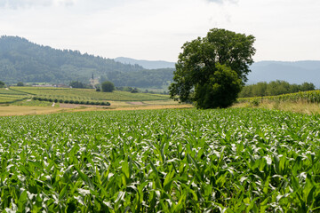 Bei Heitersheim -Staufen im Sommer