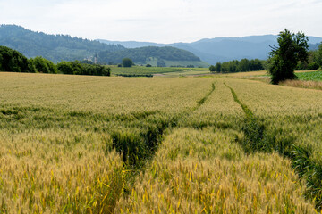 Obraz premium Bei Heitersheim -Staufen im Sommer