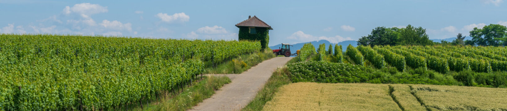 Bei Heitersheim -Staufen im Sommer