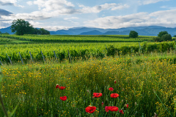Bei Heitersheim -Staufen im Sommer