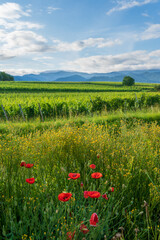 Bei Heitersheim -Staufen im Sommer