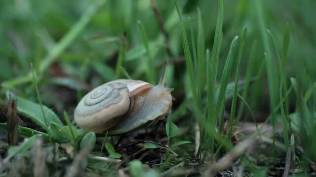 Close up of beautiful Helix Aspersa snail slowly opens her brown horns creeping in summer green gress before rain. Forest slowly wildlife concept. Enjoy your life without rush