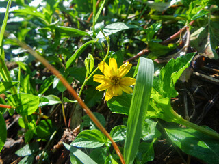 Morning view of the wild little sunflower garden