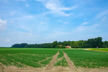 Fototapete Landbouw in Flevoland    Agriculture in Flevoland © Holland-PhotostockNL