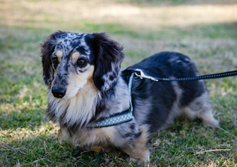 dapple long haired dachshund in park on a leash