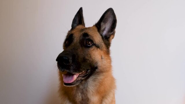 German shepherd sits on white background and looks attentively with its mouth open. 4K footage with dog, minimalism and nothing superfluous. Advertising of pet store and products for animals.
