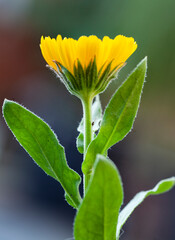 side view of single calendula flower with focus in foreground