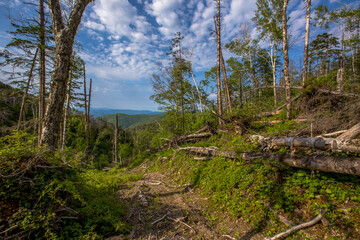 An old felling area with a destroyed forest in the taiga. A road washed out by a heavy downpour in the taiga.
