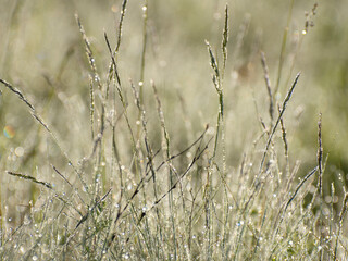 After the rain. Meadow grasses in raindrops. Blurred background and bokeh. A specially defocused photo.