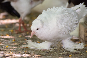White curly pigeon. Breeding of carrier and decorative pigeons. Domestic birds.