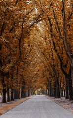 Herbst Wald Baum Weg Natur