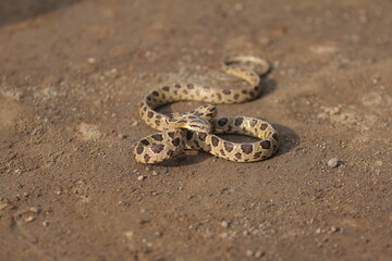 Many-spotted cat snake, large-spotted cat snake and marbled cat-eyed snake