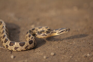 Many-spotted cat snake, large-spotted cat snake and marbled cat-eyed snake