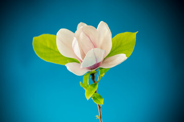 one pink flower on a branch of blooming magnolia close up © Peredniankina