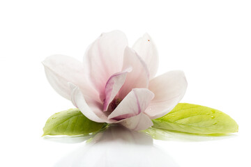 one pink flower on a branch of blooming magnolia close up